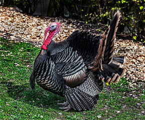 Turkey male walking on the lawn at farmer yard	