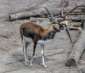 Blackbuck antelope in its enclosure. Latin name - Antilope cervicapra	