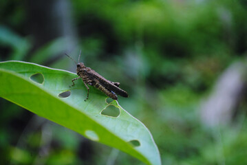 Fototapeta premium grasshopper on a leaf