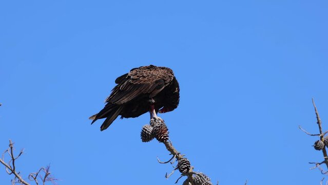 Close up of a Turkey Vulture perching on a tree branch. Central Coast of California.