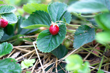 Fresh organic strawberries. Selective focus with blurred foreground and background.