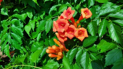 Flowers and foliage of Campsis radicans, the trumpet vine, or trumpet creeper, in the garden.