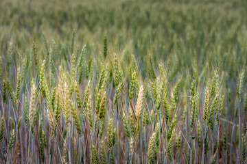 Wheat grain growing in a field in spring