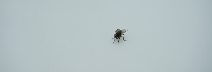 Houseflies image on white background