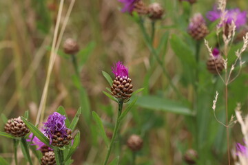 Thistle flower in the field in summer