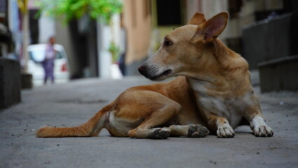 Alone sad dog on road image