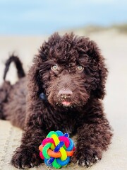 RINGO CON JUGUETE II