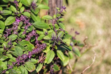 Photograph of a beautiful purple basil in the garden.