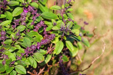 Photograph of a beautiful purple basil in the garden.