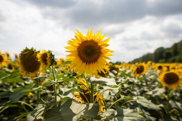 bright field of sunflowers