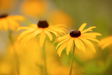 Sonnenhut. Rutbeckia fulgida. 