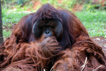 Portrait of a big male orangutan © DS light photography