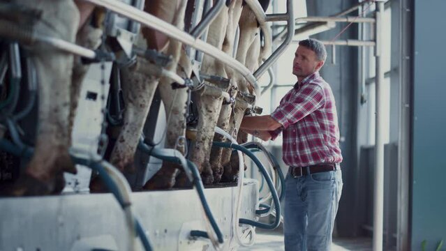 Farm worker checking milking automat on mechanical facility. Man inspecting barn
