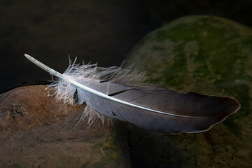 bird feather in the water on mossy stones