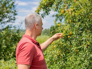 Naklejka na ściany i meble A man picks a yellow plum on a green tree. Branches with ripe yellow fruits of cherry plum. Cherry plum with fruits growing in the garden