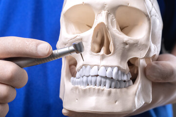 Treatment of toothache. Doctor dentist holds a plastic human skull and treats teeth.