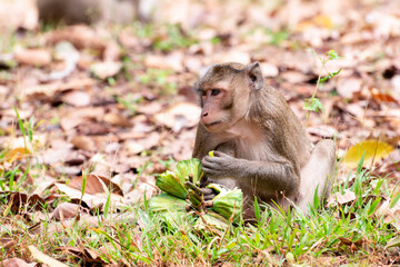 Long tailed macaque eating lotus seeds