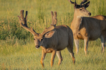 mule deer buck in the grass