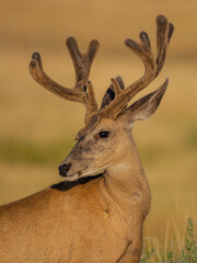 mule deer buck in the grass