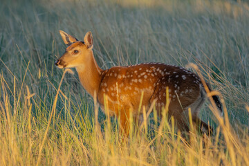 whitetail fawn deer in the grass