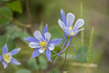 Colorado blue columbine blossom in the mountains