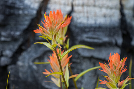 indian paintbrush flower in the colorado mountains