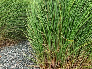 Thicket of Ornamental Tall Grass (Chinese Miscanthus 'Gracillimus') in Gravel Bed and Rockery - obrazy, fototapety, plakaty