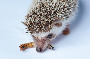 A pet hedgehog eats a larva of a mealworm on a white background close-up.