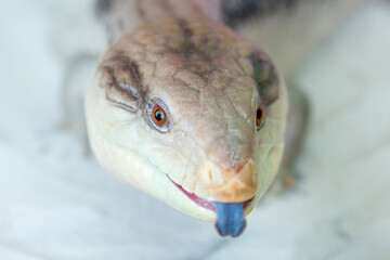 merauke blue tongue skink shows a blue tongue on a white background close-up.