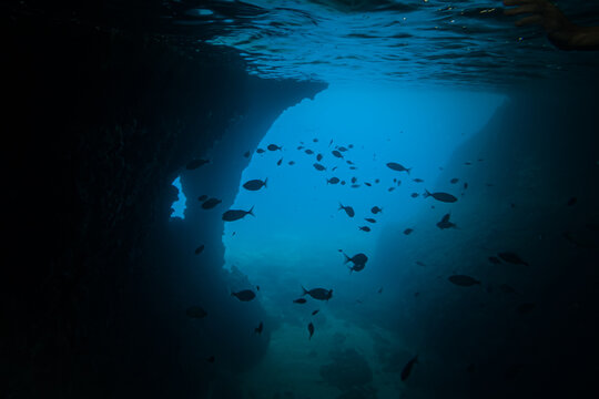 underwater image with crystal clear sea and various fish