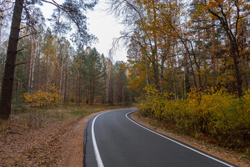 winding road in autumn forest