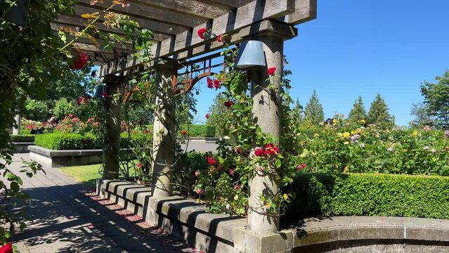 rose garden Vancouver in Canada List of flowers at the University of British Columbia Vancouver different flowers grow in a park where people walk and see far from the Pacific Ocean . High quality 4k