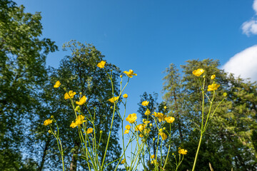 Amazing close-up of blooming yellow flowers with trees and blue sky in background.