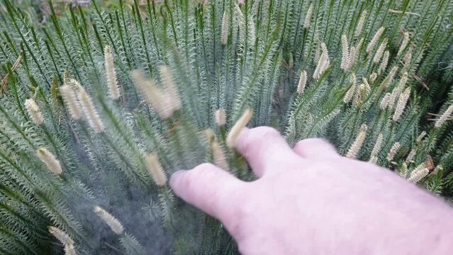 White dust coming out of the stiff clubmoss plant in the forest field in Estonia
