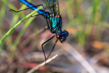 Close-up of beautiful flying insect with green grass in background.