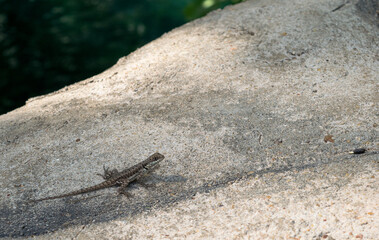 Calango conhecido como largato da lava amazônica, fotografado em meio a construções e vegetação em parque aquático de Caldas Novas, Goiás, Brasil.