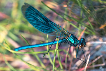 Close-up of beautiful flying insect with green grass in background.