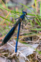 Close-up of beautiful flying insect with green grass in background.