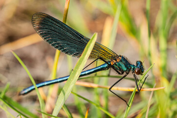 Close-up of beautiful flying insect with green grass in background.