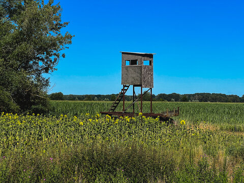Hochsitz in einem Sonnenblumenfeld 