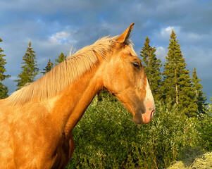 portrait of a yellow horse with a white mane, a young horse on the background of the forest