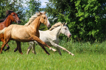 horse and foal, young horses galloping in the field at full speed, canter,