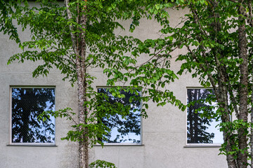 View of deciduous tree trunks with a gray concrete house with windows in the background on a sunny summer day 