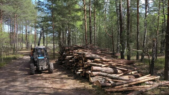Transportation of coniferous logs to the sawmill. Deforestation and exploitation of nature. felling trees. Unloading a tree with a manipulator. Forest felling. A stack of long pine logs on a clearing 