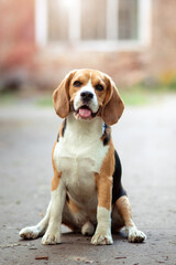 Brown dog beagle sit on road with brick wall background. Copy space. Vertical