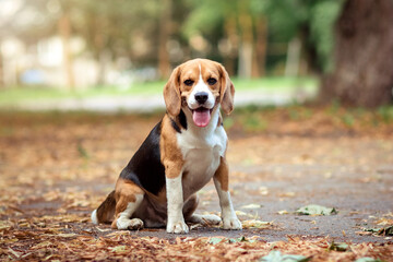 Brown dog beagle sitting on path in autumn natural park location among orange yellow fallen leaves,...