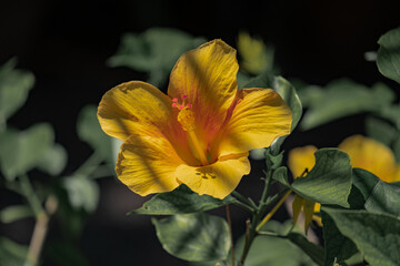Fototapeta premium Hibiscus flower in Boboli garden, Florence