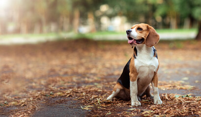 Brown dog beagle sitting on path in autumn natural park location among orange yellow fallen leaves,...