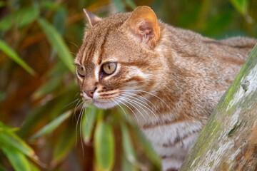 Naklejka na ściany i meble Rusty-spotted cat in captivity at zoo