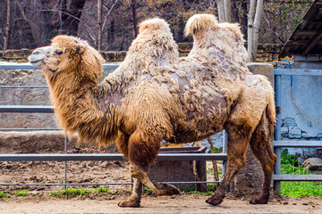 Bactrian camel walks in the zoo